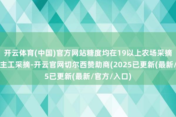 开云体育(中国)官方网站糖度均在19以上农场采摘实拍东说念主工采摘-开云官网切尔西赞助商(2025已更新(最新/官方/入口)